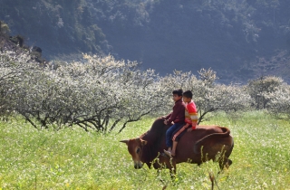 HÀ NỘI – MỘC CHÂU  – SƠN LA – ĐIỆN BIÊN – SAPA  